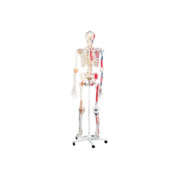 Fabrication Enterprises 3B Anatomical Model - Sam The Super Skeleton on Roller Stand 951062 - main